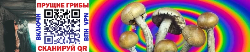 Псилоцибиновые грибы Psilocybe  где продают   Зеленокумск 