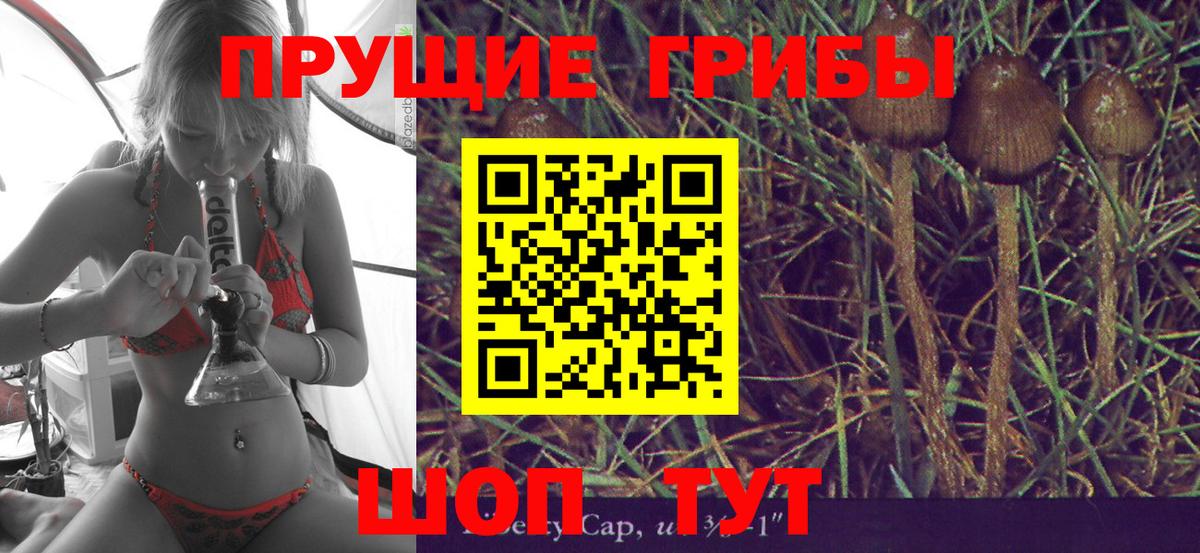 Псилоцибиновые грибы Psilocybe Зеленокумск